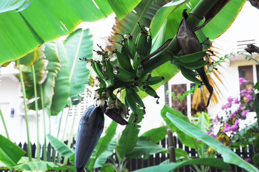 Jk Resident Hotell Siem Reap Eksteriør bilde